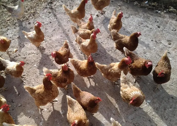 Dulces Vakantieboerderij Chío