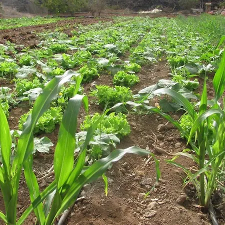 Dulces Farmház Chío
