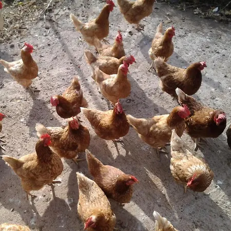 Dulces Farmház Chío