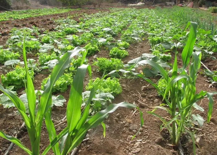 Dulces 农家乐 Chío